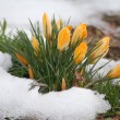 b_spring-flowers-in-snow-799x599